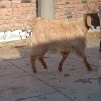 بره وبزغاله|حیوانات مزرعه|زاهدان, |دیوار