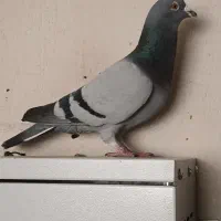 کفتر پلاکی و زرد رسمی دم سفید|پرنده|کرمان, |دیوار