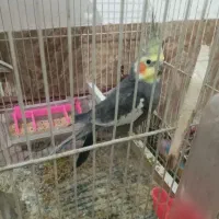 عروس هلندی کفتر  جوجه