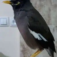 مرغ مینا گم شده