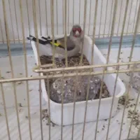 سهره  معاوضه  با قناری