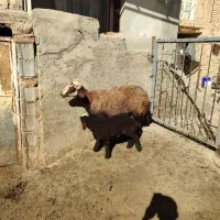 میش وبره افشاری|حیوانات مزرعه|زالیان, |دیوار