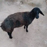 برهه ماده