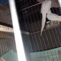 عروس هلندی البینو