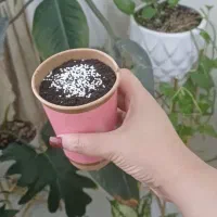 خوراکی|خوردنی و آشامیدنی|تهران, تهرانویلا|دیوار