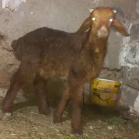 یک عدد بره نر افغانی چینی  جو خور ۱۳۸۰۰ مقطوع