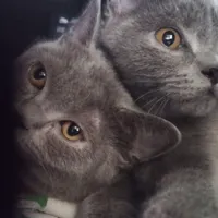 بچه گربه نژاد دار