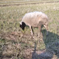 گوسفند ماده۶تا