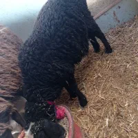 2رس بره1رس بزغاله|حیوانات مزرعه|اسفرورین, |دیوار