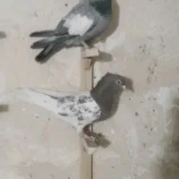 ماده سرک سبز و  سبزدم سفیدشمک دار