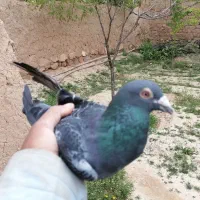 کبوتر پلاکی نر، مسابقات هم شرکت کرده|پرنده|شیروان (خراسان), |دیوار