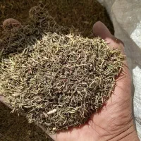 آویشن برگ سوزنی