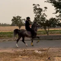 اسب نریون کرد