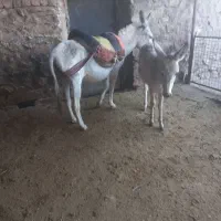الاغ مناسب گله همراه با کره نر|حیوانات مزرعه|سردرود, |دیوار