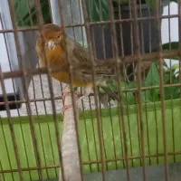 قناری مست شلاقی|پرنده|قیدار, |دیوار