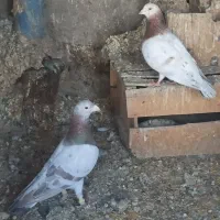 ۵تا هفرنگ قلدر مست