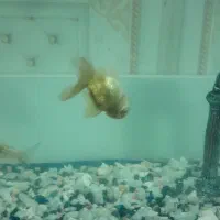 گلفیش اکواریوم