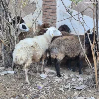 پیر میش پرواری