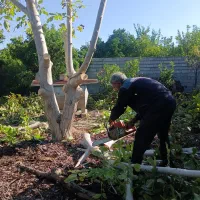 خرید انواع چوب های باغی|خدمات باغبانی و درختکاری|قائم‌شهر, |دیوار