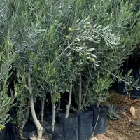 نـهـال پیــونـدی اصـلاح شـده مقـاوم