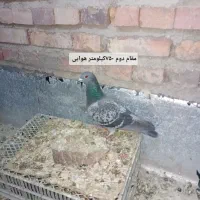 کبوتر مسافتی|پرنده|خسروشاه, |دیوار