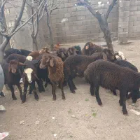 نوزده رس بره قزل افشار ۱۰ رس نر ۹رس ما‌ده