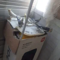 یه جفت عروس هلندی