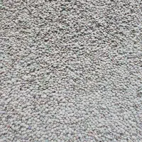 فروش عدس محلی دیم
