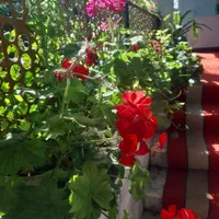 اجاره روزانه/هفتگی/ماهانه ویلا سوییت ۱۳۰متری دربست