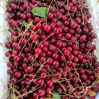 فروش آلبالوی سنتی