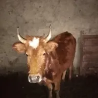 گاو گوساله