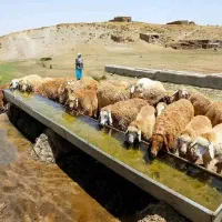 بره و شیشک نزاییده خوش پخت مناسب|حیوانات مزرعه|قم, زنبیل آباد|دیوار