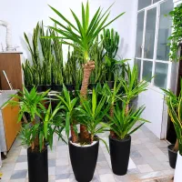 دیفن مجیک بنسای کاج بنسای یشم درختچه