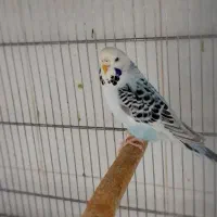 مرغ عشق انگلیسی