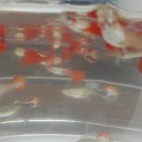 ماهی کوپی کوی|ماهی|گرگان, |دیوار