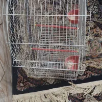 قفس عروس هلندی