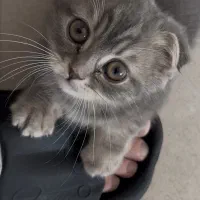 بچه گربه اسکاتیش فولد بلو گلد