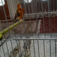 قناری نر شل سفت