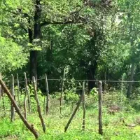 فروش ۸۰۰ متر زمین با مجوز ساخت و سوییت ۴۰ متری|فروش زمین و ملک کلنگی|سیاهکل, |دیوار