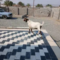 فروش نری (بز نر)