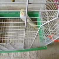 عروس هلندی نر