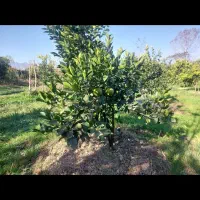 زمین-در-منطقه-شیرود