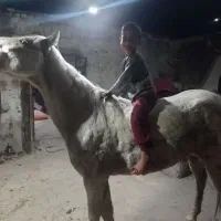 معامله هم میکنم|اسب و تجهیزات اسبسواری|تربتحیدریه, ترمینال|دیوار
