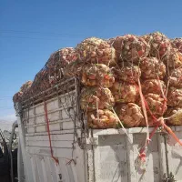 پیاز برای دام قیمت توافقی