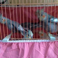 فروش فوری عروس هلندی|پرنده|گلپایگان, |دیوار