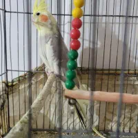 جفت عروس هلندی|پرنده|اسفراین, |دیوار