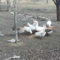 قوقاز و بوقلمون ومرغ