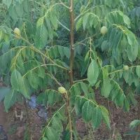 نهال گردو پیوندی وبادام|خدمات باغبانی و درختکاری|عجب شیر, |دیوار