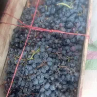 انگور دیم  سبدی 55 حراج