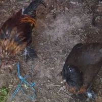 مرغ ویروس زینتی